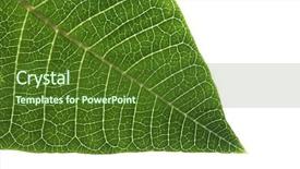  Presentation with white - Slide deck featuring poinsettia-leaf-on-white background and a tawny brown colored foreground