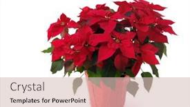  Presentation with christmas red - Colorful presentation design enhanced with poinsettia-red-christmas-flower backdrop and a soft green colored foreground