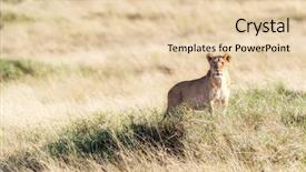  Presentation with advantage - Theme having point gives her an advantage background and a lemonade colored foreground