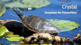  Presentation with southwestern - PPT layouts with point pelee conservation area background and a teal colored foreground