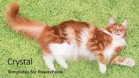  Presentation with red carpet - Cool new slides with point playful young cat look backdrop and a  colored foreground