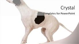  Presentation with pointer - Presentation theme consisting of pointer puppy jumping up background and a white colored foreground