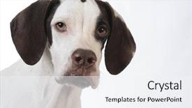  Presentation with pointer - Theme having pointer puppy portrait on white background background and a sky blue colored foreground