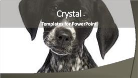  Presentation with german shorthaired pointer - Presentation theme enhanced with pointers - german shorthaired pointer 10 weeks background and a dark gray colored foreground