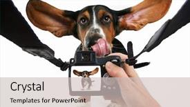  Presentation with basset hound - Presentation design enhanced with pointing dog - baby basset hound getting his background and a light gray colored foreground
