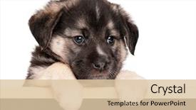  Presentation with old dog - Cool new slide set with pointing dog - cute puppy of 1 5 backdrop and a lemonade colored foreground