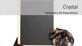  Presentation with old dog - Slide set consisting of pointing dog - cute puppy of 1 5 background and a light gray colored foreground