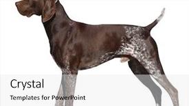  Presentation with german shorthaired pointer - Beautiful presentation theme featuring pointing dog - german shorthaired pointer isolated backdrop and a white colored foreground