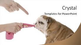  Presentation with old dog - Presentation having cropped image of baker preparing pizza base background and a coral colored foreground