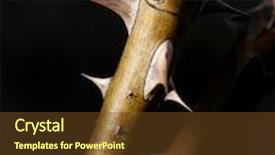  Presentation with thorns - Audience pleasing PPT theme consisting of pointy rose thorns backdrop and a tawny brown colored foreground