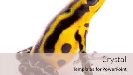 Presentation with tropical forest - Colorful presentation design enhanced with poison-arrow-frog-an-amphibain backdrop and a soft green colored foreground