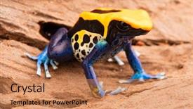  Presentation with poison - Slides with poison-arrow-frog-dendrobates-tinctorius background and a coral colored foreground