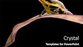  Presentation with tropical rainforest - Colorful theme enhanced with poison-arrow-frog-oophaga-pumilio backdrop and a black colored foreground