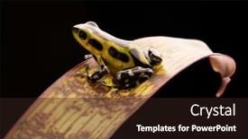  Presentation with poison - Colorful slide set enhanced with poison-arrow-frog-oophaga-pumilio backdrop and a wine colored foreground