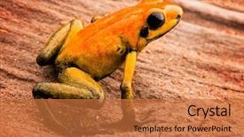  Presentation with poison - Colorful slide deck enhanced with poison arrow frog phyllobates bicolor backdrop and a red colored foreground