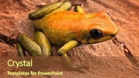  Presentation with poison - Audience pleasing PPT layouts consisting of poison arrow frog phyllobates bicolor backdrop and a tawny brown colored foreground