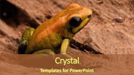  Presentation with poison - Slide deck featuring poison arrow frog phyllobates bicolor background and a  colored foreground