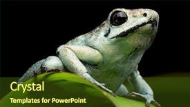  Presentation with colombia - PPT theme having arrow frog poisonous animal phyllobates background and a tawny brown colored foreground