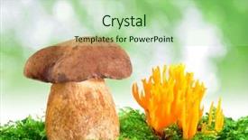  Presentation with mushrooms - Theme enhanced with poison bitterness - mushrooms tylopilus felleus and ramaria background and a  colored foreground