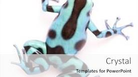  Presentation with tropical forest - Cool new slide set with poison-dart-dendrobates-auratus backdrop and a white colored foreground