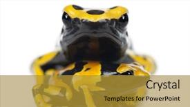  Presentation with poison - Slide deck with poison dart frog and bumblebee background and a  colored foreground