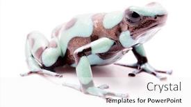  Presentation with poison - Amazing PPT theme having poison-dart-frog-dendrobates-auratus backdrop and a white colored foreground