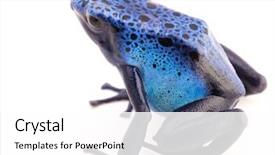  Presentation with poison - Slides having poison dart frog dendrobates azureus background and a white colored foreground