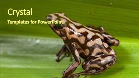  Presentation with poison - Amazing PPT theme having poison-dart-frog-dendrobats-auratus backdrop and a tawny brown colored foreground