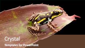  Presentation with tropical forest - PPT theme with poison dart frog from amazon background and a coral colored foreground