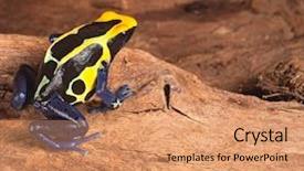  Presentation with poison - Presentation design consisting of poison dart frog in terrarium background and a coral colored foreground