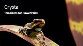  Presentation with amazon jungle - Beautiful theme featuring poison-dart-frog-peru-rain backdrop and a black colored foreground