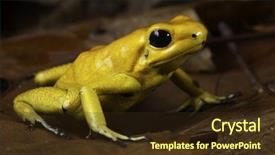  Presentation with tropical forest - Cool new slide deck with poison dart frog phyllobates terribilis poisonous animal of tropical amazon rain forest colombia backdrop and a wine colored foreground