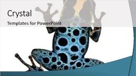  Presentation with poison - Colorful PPT theme enhanced with poison dart frog - ranitomeya amazonica or dendrobates amazonicus in front of a white background backdrop and a white colored foreground