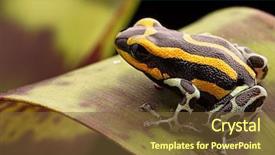  Presentation with tropical rainforest - Audience pleasing PPT layouts consisting of poison dart frog from the amazon rain forest in peru ranitomeya lamasi panguana a beautiful tropical poisonous anial from the rainforest backdrop and a tawny brown colored foreground