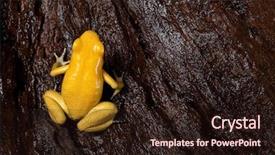  Presentation with toxic - Audience pleasing PPT theme consisting of poison frog very poisonous animal with warning colors phyllobates terribilis colombia amazon rainforest toxic amphibian backdrop and a wine colored foreground