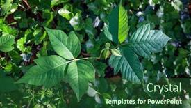  Presentation with poison - Audience pleasing presentation theme consisting of poison ivy plant growing out of ground cover backdrop and a forest green colored foreground