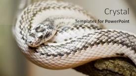  Presentation with poison - 