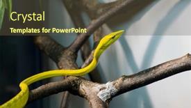  Presentation with poison - 