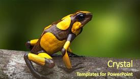  Presentation with frog - PPT theme featuring poisoning - harlequin poison dart frog oophaga background and a tawny brown colored foreground
