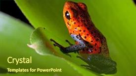  Presentation with tropical rainforest - Amazing PPT theme having red strawberry poison dart frog backdrop and a tawny brown colored foreground