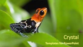  Presentation with poison - Slide set featuring fantastic poison dart frog of tropical amazon rainforest peru ranitomeya fastastica or dendrobates fantasticus exotic amphibian and animal with bright warning colors background and a tawny brown colored foreground