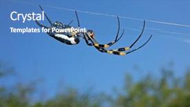  Presentation with spider web - Presentation theme featuring golden orb web spider nephila background and a teal colored foreground