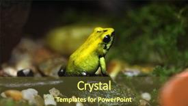  Presentation with poison - Audience pleasing presentation consisting of golden poison frog phyllobates terribilis backdrop and a tawny brown colored foreground