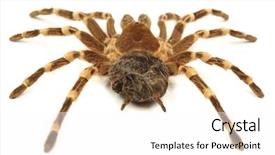  Presentation with spider - Slide deck consisting of  background and a  colored foreground