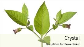  Presentation with plant - Audience pleasing slide set consisting of poisonous belladonna plant on white backdrop and a blonde colored foreground