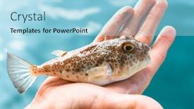  Presentation with hand palm - PPT layouts enhanced with poisonous-fugu-fish-is-lying background and a light blue colored foreground