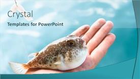  Presentation with hand palm - Slide set consisting of poisonous-fugu-fish-is-lying background and a cool aqua colored foreground