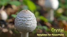  Presentation with mushrooms - Colorful theme enhanced with poisonous-mushrooms-in-the-forest backdrop and a tawny brown colored foreground