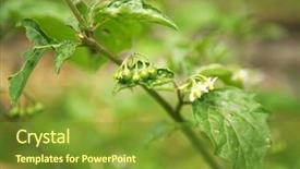  Presentation with poisonous plants - PPT theme enhanced with poisonous plants - belladona or deadly nightshade background and a tawny brown colored foreground