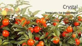  Presentation with poisonous plants - Audience pleasing slides consisting of poisonous plants - christmas cherry backdrop and a soft green colored foreground